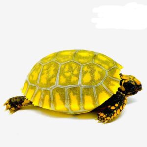 Tortoise for sale