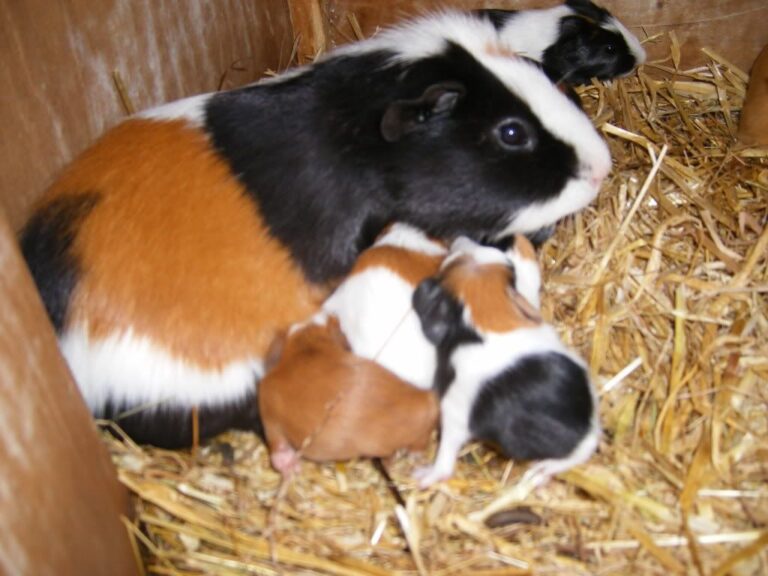 Where to buy guinea pigs Luxury Pet Source Guinea pigs for sale