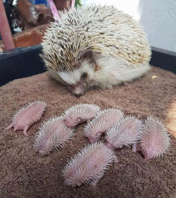 pet hedgehog for sale