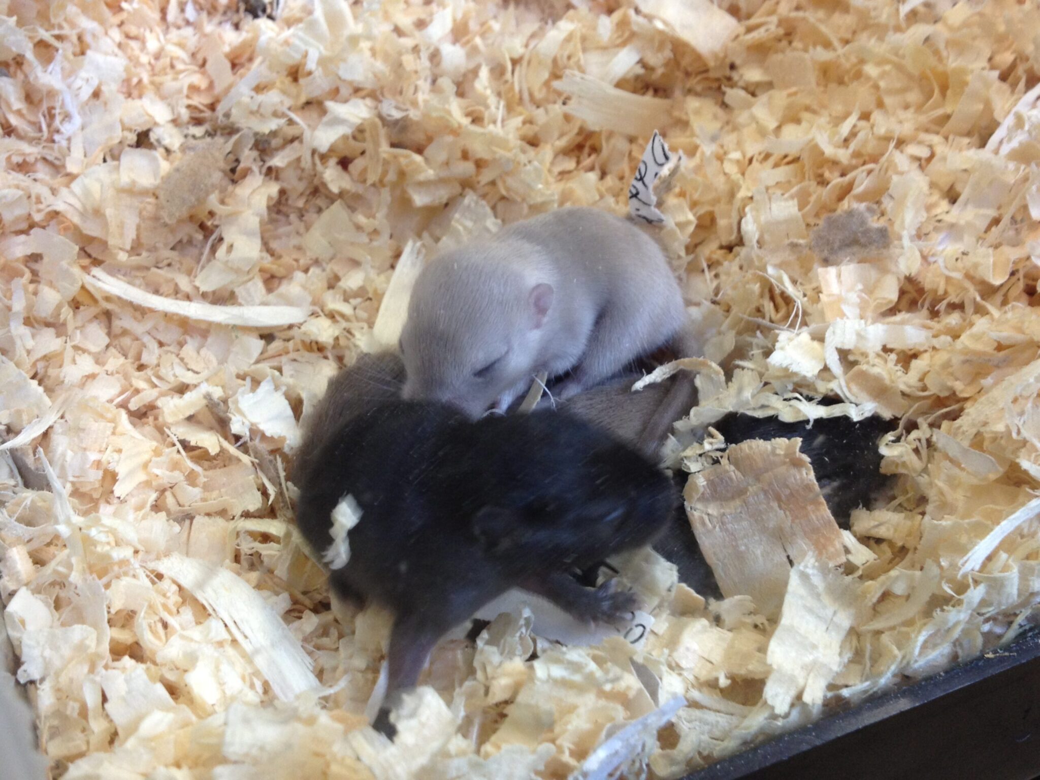 Gerbil for sale near me Luxury Pet Source Gerbils for sale online