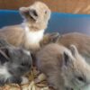 lionhead rabbits for sale