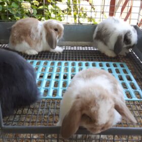 Buy Per Rabbit Rabbits for sale - Luxury Pet Source - Buy real rabbit online