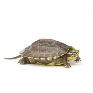 buy Vietnamese Pond Turtle