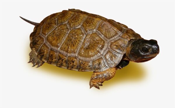 buy North american wood turtle