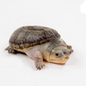 Narrow Bridged Musk Turtle