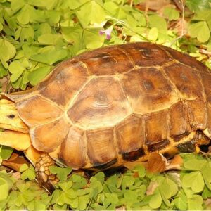 Serrated Hinge Backed Tortoises