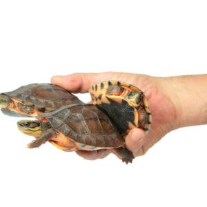 Buy Chinese Golden Coin Turtle
