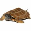 North american wood turtle