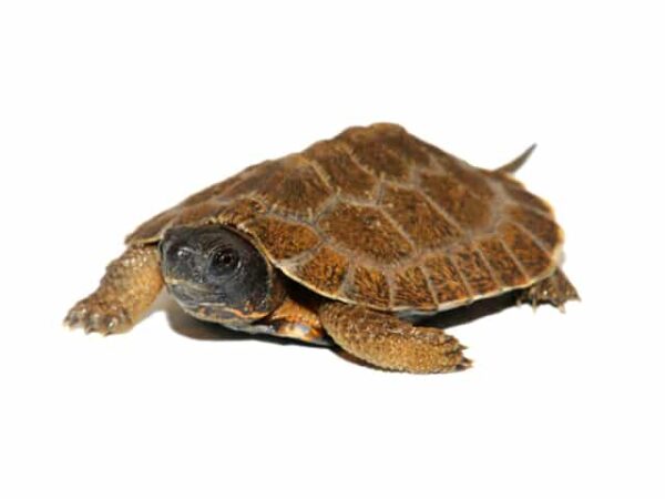 North american wood turtle