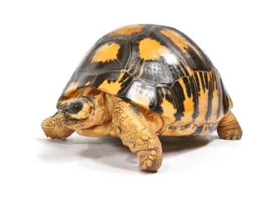 Radiated tortoises for sale - Luxury Pet Source | Tortoise for sale near me