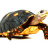High Color Red Footed Tortoise for sale
