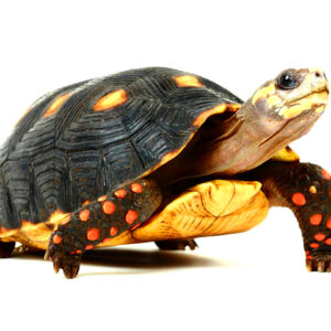 High Color Red Footed Tortoise for sale