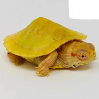 Turtles for sale online - Luxury Pet Source - Baby Turtles for sale