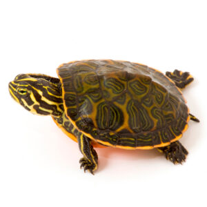 buy Florida Red Bellied Turtle