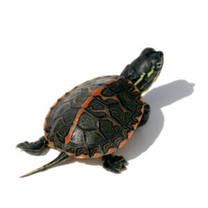 Eastern Painted Turtle for sale