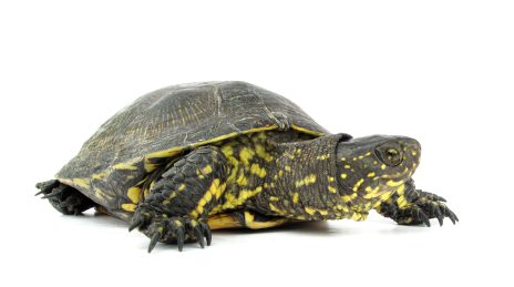 buy European Pond Turtle online