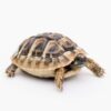buy Hermann's Tortoise online