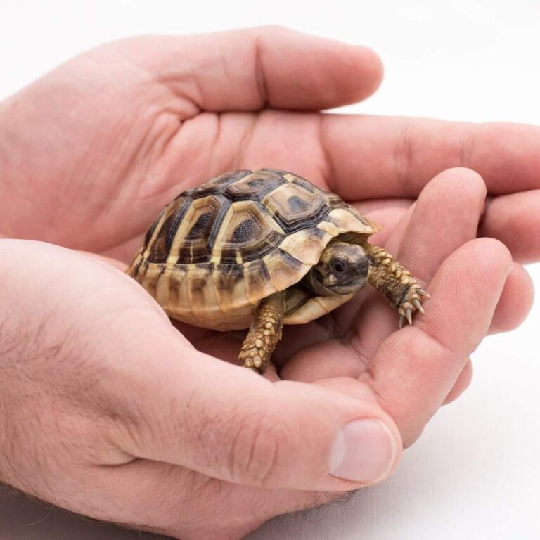 Tortoise for sale Luxury Pet Source Buy Tortoise online