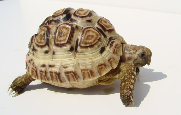 high white leopard tortoise for sale for sale
