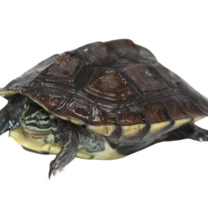 Vietnamese Pond Turtle for sale