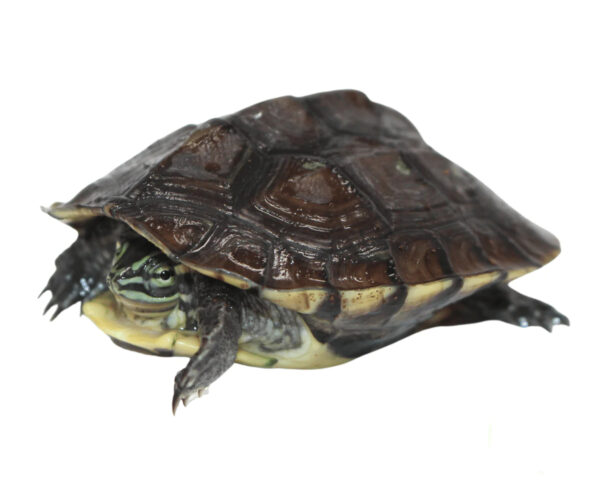 Vietnamese Pond Turtle for sale