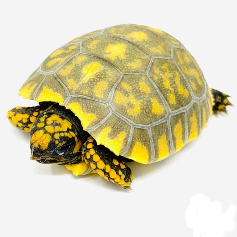 Tortoises for sale online Luxury Pet Source Buy baby tortoise online.