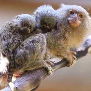 marmoset monkey for sale