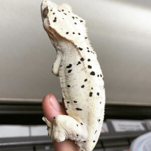 Dalmatian crested geckos for sale