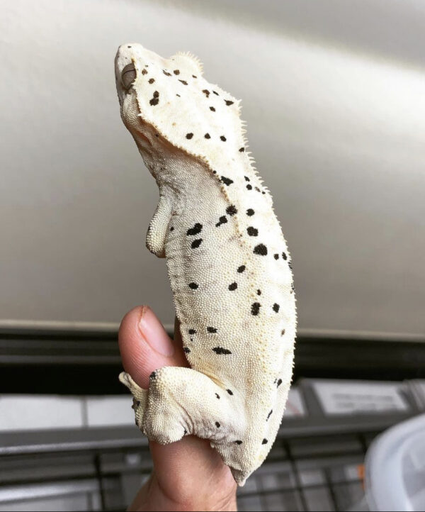 Dalmatian crested geckos for sale
