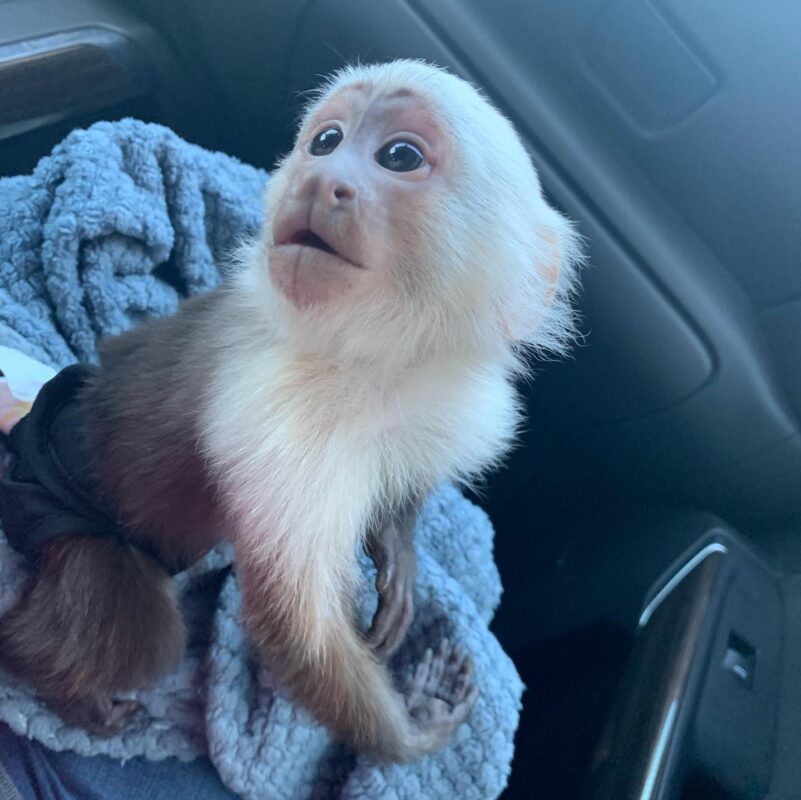 Capuchin Monkey For sale Luxury Pet Source Pet Monkeys