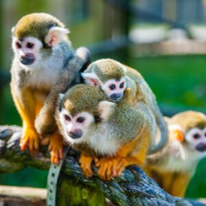 Squirrel monkey for sale
