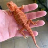 Red Bearded Dragon for sale