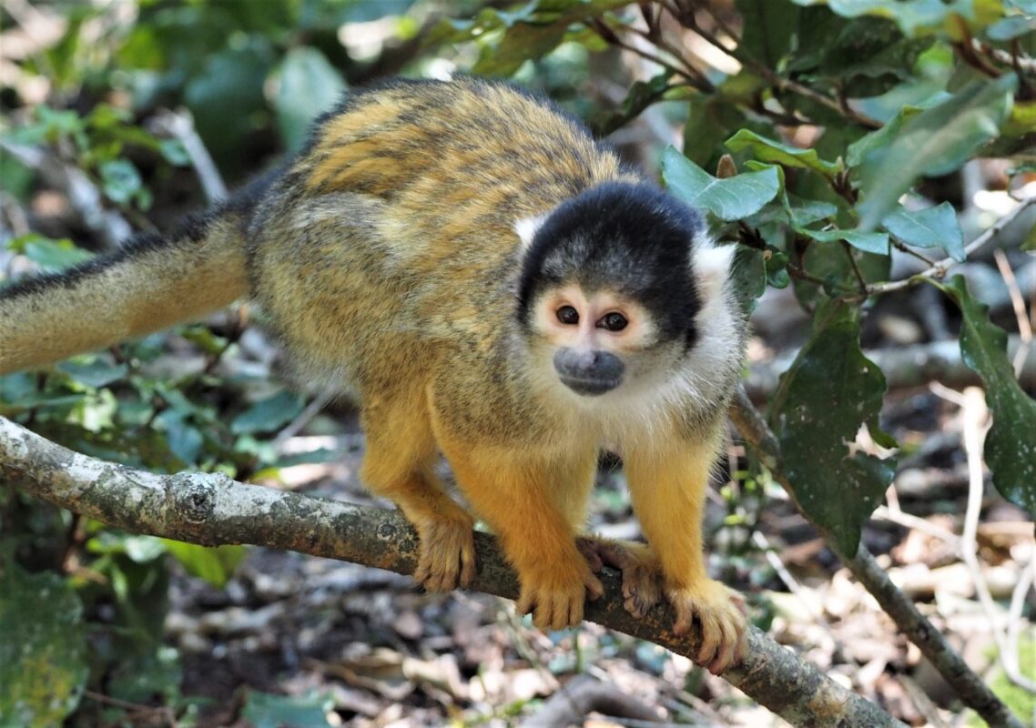 Squirrel monkey for sale - Luxury Pet Source - Buy Baby Monkeys