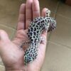 Mack Super Snow leopard gecko for sale