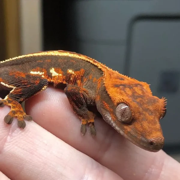 Halloween Crested Gecko for sale