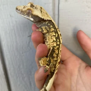 Harlequin Crested gecko for sale