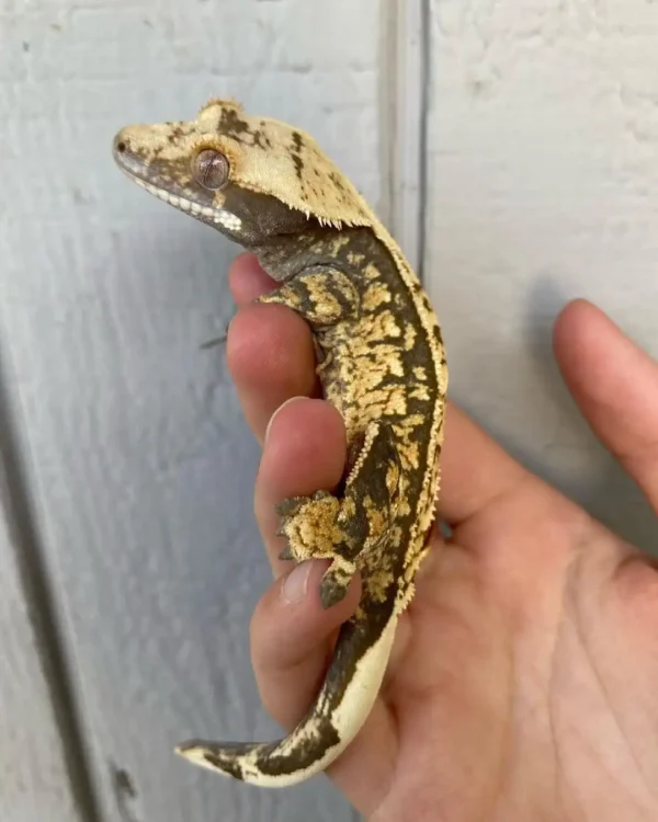 Harlequin Crested gecko for sale