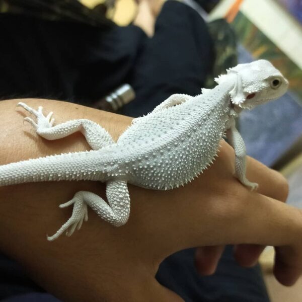 hypo bearded dragon for sale