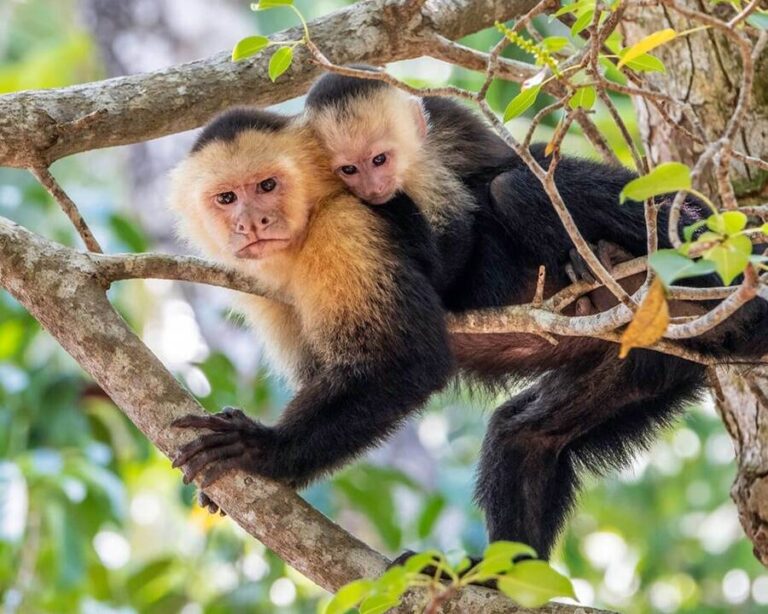 How Much Is A Capuchin Monkey Pet For Sale