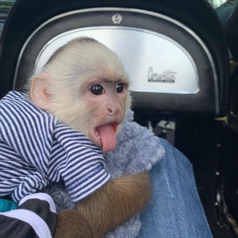 monkeys for sale Luxury Pet Source Finger monkey for sale