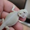 Witblits bearded dragons for sale