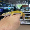 Jungle Designer Leopard Geckos for sale 