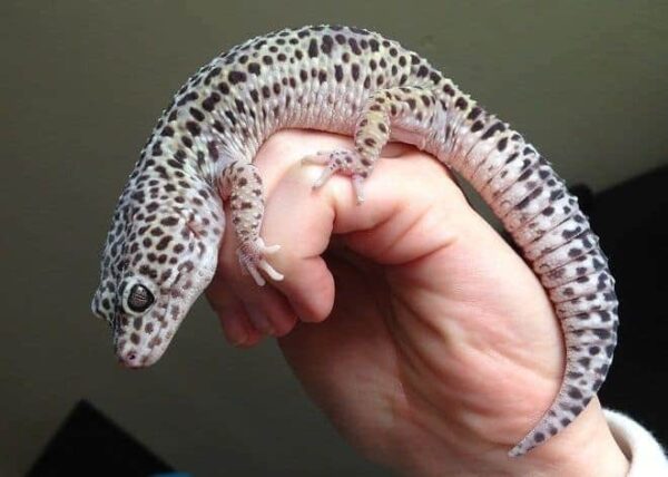 Mack Super Snow leopard gecko for sale