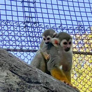 squirrel monkey for sale