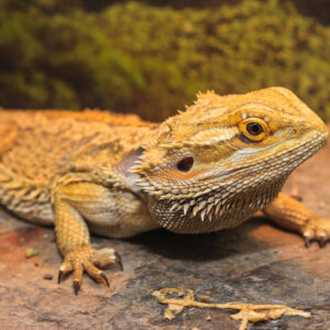 BEARDED DRAGON FOR SALE