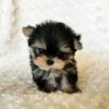 where to buy Teacup Yorkies