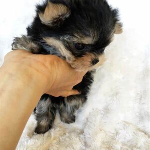 where to buy Teacup Yorkies