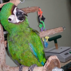 Severe Macaw parrot for sale