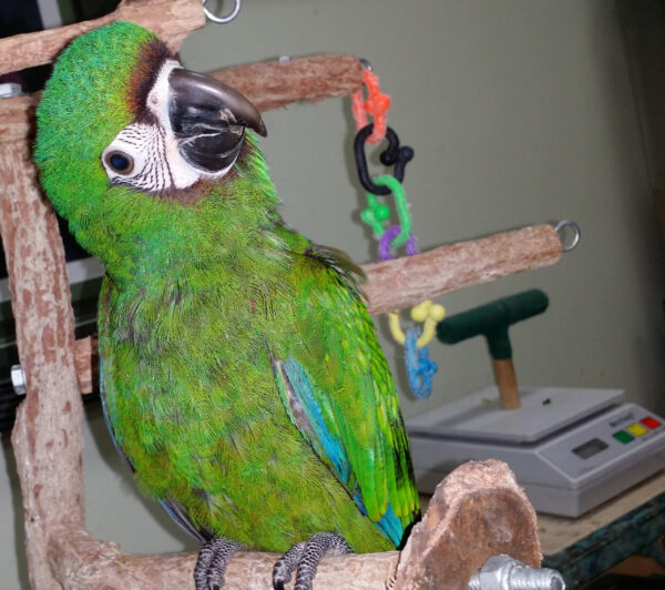 Severe Macaw parrot for sale