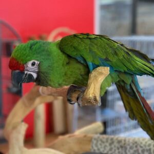 Severe Macaw parrot for sale